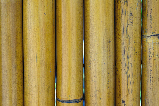 Bamboo in the garden, close up of bamboo branches with green leaves.
