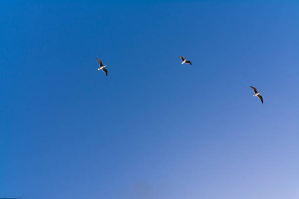 USA, Seattle, geese in formation flying.