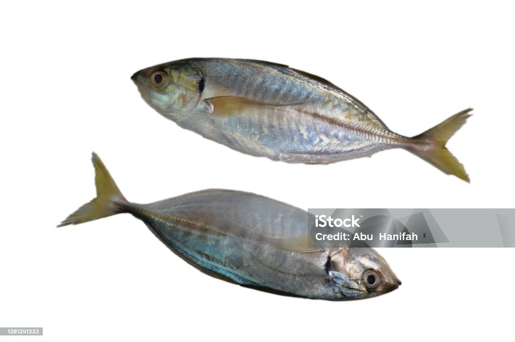 Fresh raw fish called as Rastrelliger Kanagurta or Mackerel fish isolated on white background Animal Stock Photo