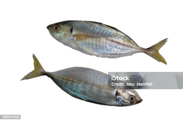 Fresh Raw Fish Called As Rastrelliger Kanagurta Or Mackerel Fish Isolated On White Background Stock Photo - Download Image Now