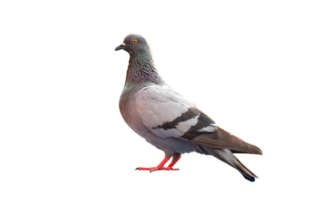 istock full body of standing pigeon bird isolate on white background 1381246671