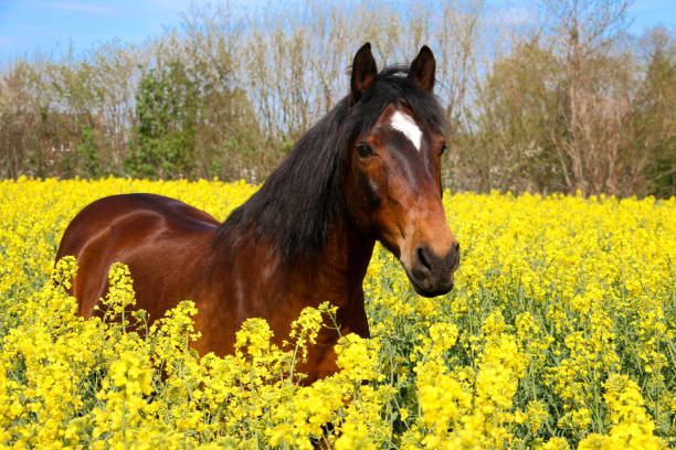 un bellissimo ritratto di quarto di cavallo in un campo di semi di colza - head quarters foto e immagini stock