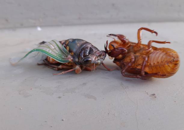 istock Metamorphosis Tibicen linnei/ cicada 1381251721