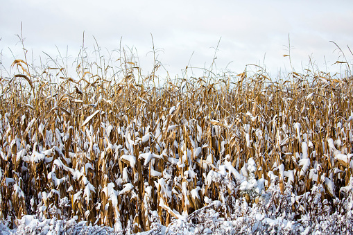 Wisconsin cornfield covered with snow in December, horizontal