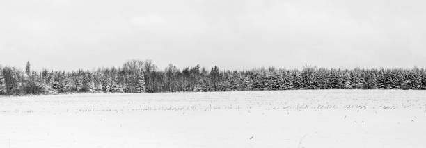 눈으로 뒤덮인 위스콘신 숲과 농지 - corn snow field winter 뉴스 사진 이미지