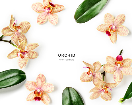Orchid flowers and leaves creative layout isolated on white background. Flower composition. Floral frame. Design element. Top view, flat lay
