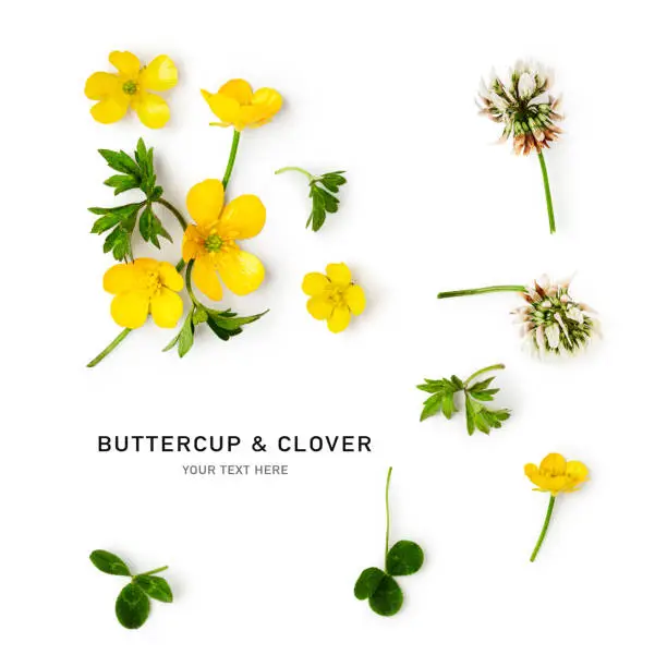Buttercup flowers creative composition. Meadow buttercups with leaves isolated on white background. Floral arrangement, design element. Springtime and summer wildflowers. Top view, flat lay