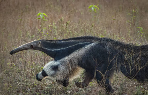 Myrmecophaga tridactyla giant anteater running through the savannah Giant Anteater stock pictures, royalty-free photos & images