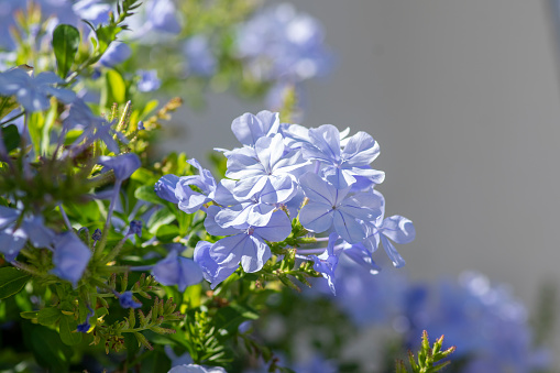 Plumbago auriculata blue flowering plant, cape leadwort five petals flowers in bloom, green leaves