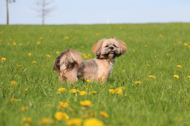 istock a small lhasa apso portrait in a field with dandelions 1381292232