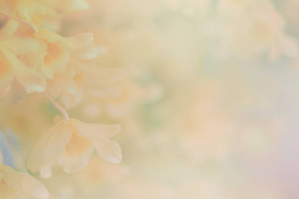 istock yellow orchid flower background 1381292778
