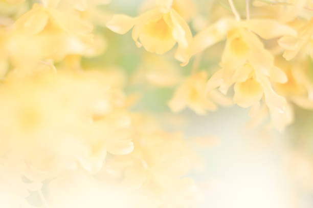 Yellow Orchid Plant Outdoors on a Wooden Patio Table in West Palm Beach.