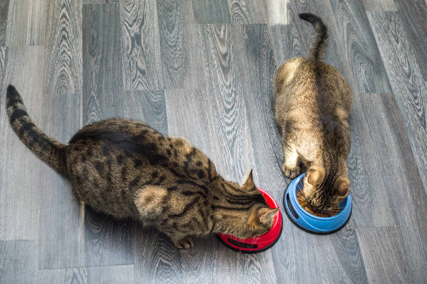 Two cats eat together on the kitchen floor