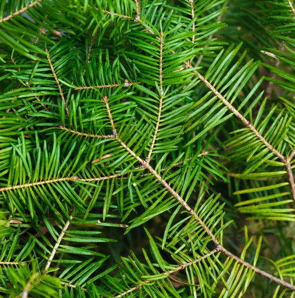 istock Lush green fir leaves background 1381301932