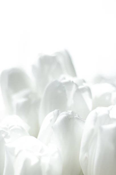 istock Close up of white tulips 1381302972