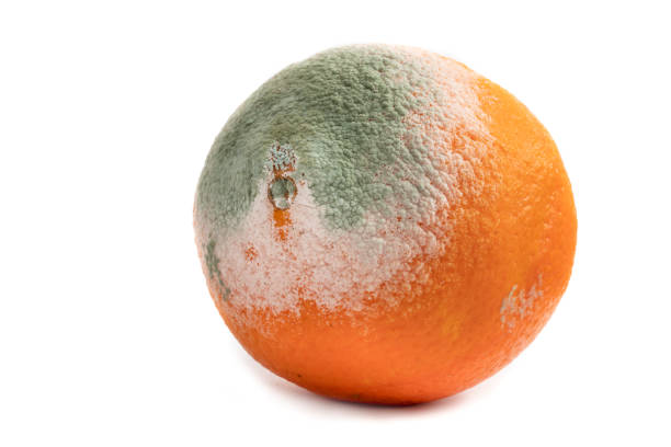 곰팡이 썩은 오렌지 과일. - rotting orange rudeness fruit 뉴스 사진 이미지