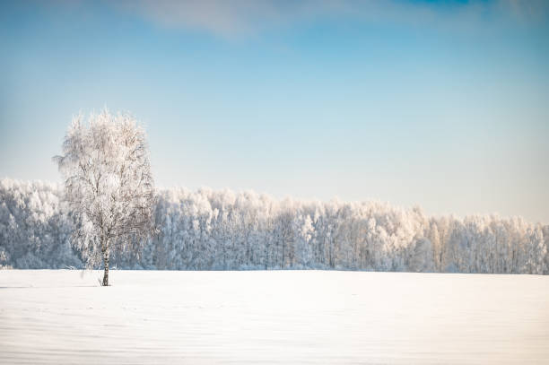 istock landscape forest frosty in winter 1381311670