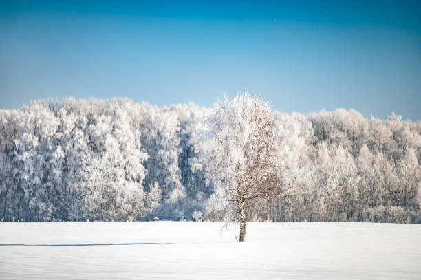istock landscape forest frosty in winter 1381311671