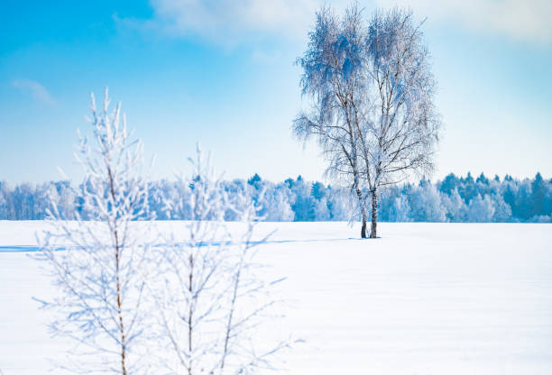 istock landscape forest frosty in winter 1381311684