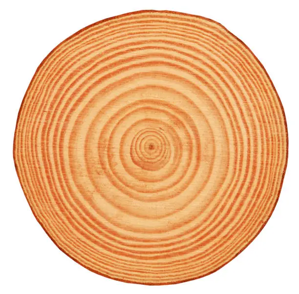 Here are wooden rings on log, cross section of wood.