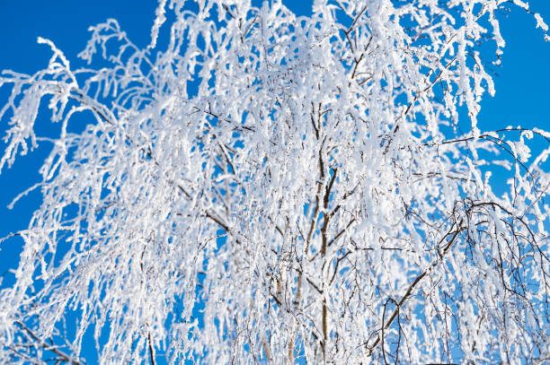 paisaje bosque helado en invierno - rime fotografías e imágenes de stock