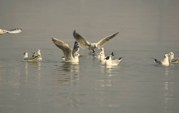 Birds-Seagulls stock photo