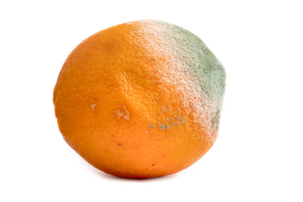 spleśniały zgniły owoc pomarańczy. - rotting food mold fruit zdjęcia i obrazy z banku zdjęć