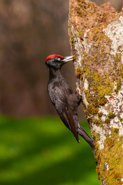 istock Black woodpecker, Dryocopus martius perched on old dry branch. 1381314261