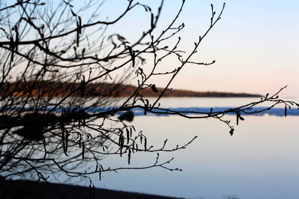 �지점 of alder - ecological reserve tree reflection land feature 뉴스 사진 이미지