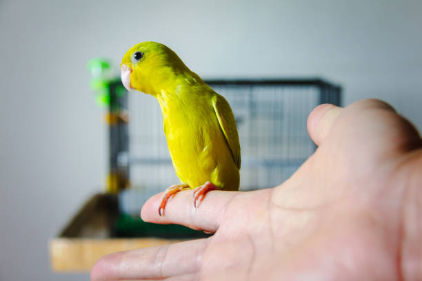 istock forpus parrot hold on human finger 1381322474