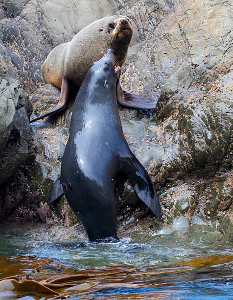 istock Sea Lion's life 138132555