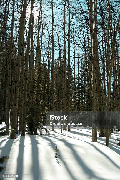 Sole Invernale Attraverso I Pioppi - Fotografie stock e altre immagini di Albero - Albero, Ambientazione esterna, Aspen - Colorado