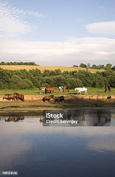 Foto de Rural Cavalos Pelo Banco Do Rio e mais fotos de stock de Agricultura - Agricultura, Branco, Caldeirão - Água parada