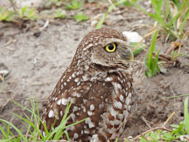 istock Burrowing Owl (Athene cunicularia) resting in the burrow 1381335595