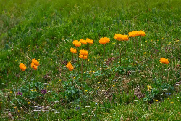 Selective focus. Nature of Altai mountains: sunny group of flowers Trollius Asiaticus with copy space on greenery. Beautiful orange flowers of globeflower close up. Green Alpine plateau.