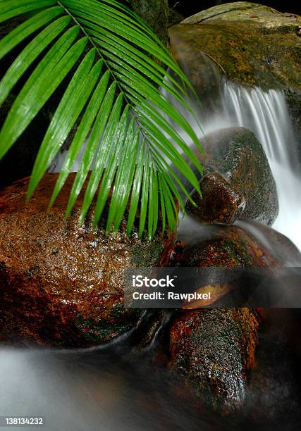 Tropikalny Wodospad - zdjęcia stockowe i więcej obrazów Bez ludzi - Bez ludzi, Drzewo, Egzotyczne drzewo