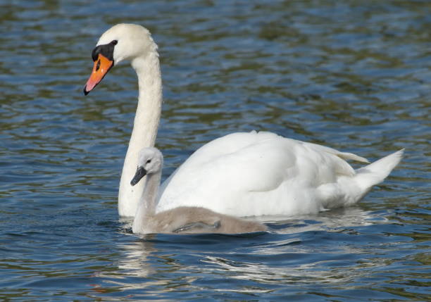 istock Swan and baby 1381343584