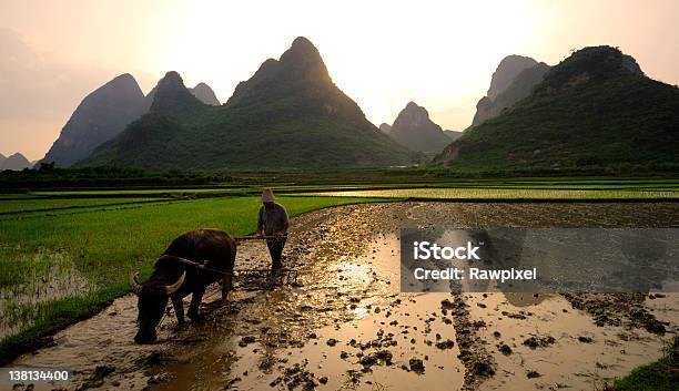 Foto de Rural China e mais fotos de stock de Adulto - Adulto, Agricultor, Agricultura