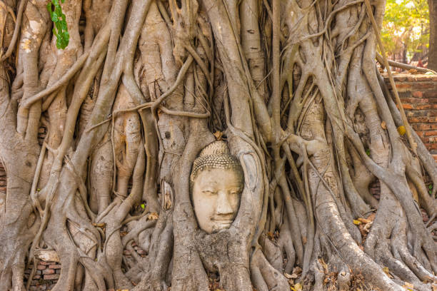 istock Buddha head embedded in a Banyan Tree in Ayutthaya, Thailand 1381346950