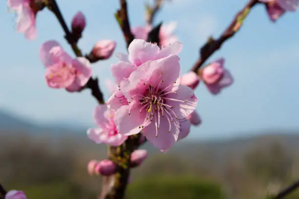 Spring blossom flowers, peach branches