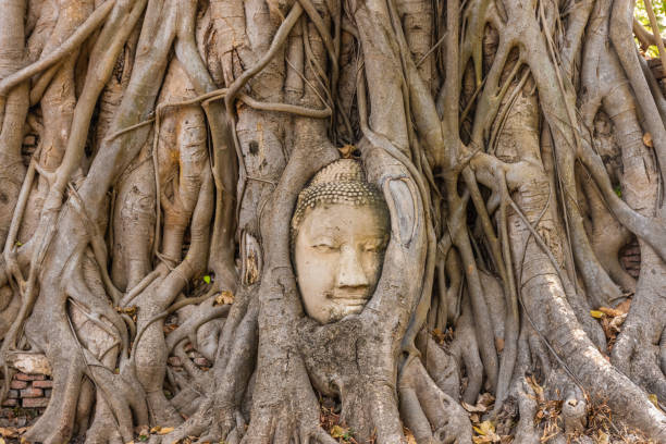 istock Buddha head embedded in a Banyan Tree in Ayutthaya, Thailand 1381350101