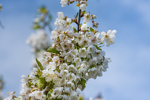 Cherry flowers branch, spring blossom, flowering period