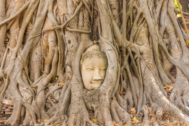 istock Buddha head embedded in a Banyan Tree in Ayutthaya, Thailand 1381356078