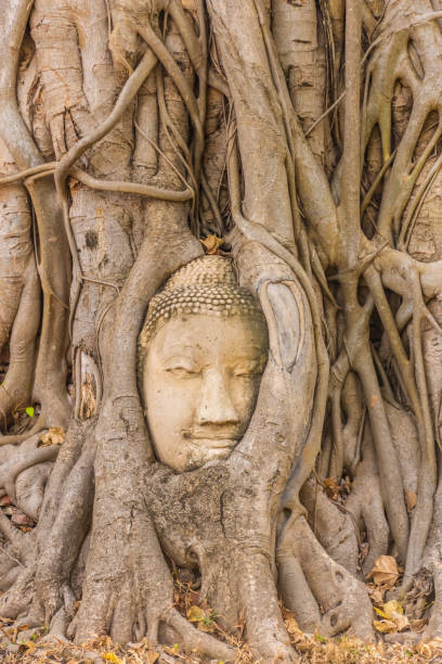 istock Buddha head embedded in a Banyan Tree in Ayutthaya, Thailand 1381356587