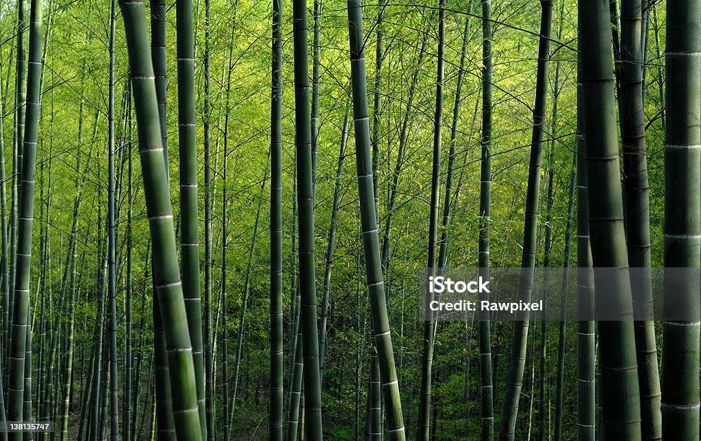 Floresta de bambu - Foto de stock de Bambu royalty-free