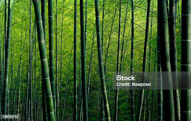 Foto de Floresta De Bambu e mais fotos de stock de Bambu - Bambu, Beleza natural - Natureza, Bosque - Floresta