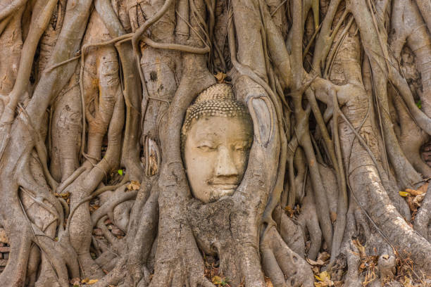istock Buddha head embedded in a Banyan Tree in Ayutthaya, Thailand 1381358792