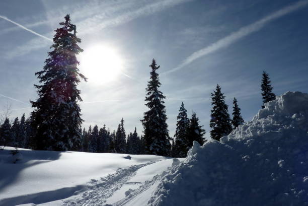 árvores de abetos na luz na montanha jura no inverno, suíça - jura canton - fotografias e filmes do acervo