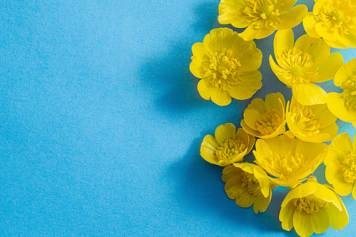 Yellow spring flowers on blue paper background. Ranunculus auricomus or goldilocks buttercup flowers
