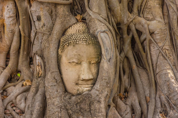 istock Buddha head embedded in a Banyan Tree in Ayutthaya, Thailand 1381366062